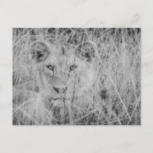 Lion dans la carte postale de l'herbe
