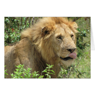 Lion (de clubs de lions) léchant ses lèvres