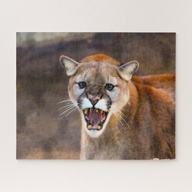 Lion de Cougar Mountain. Jigsaw Puzzle (Horizontal)