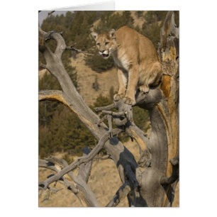 Lion de montagne, aka puma, cougar; Concolor de Pu
