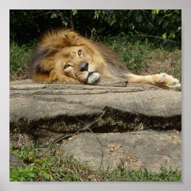 Lion Design Poster (Front)