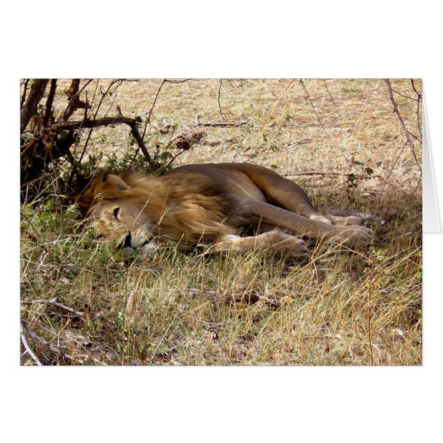 LION EN AFRIQUE DU KENYA (Devant horizontal)