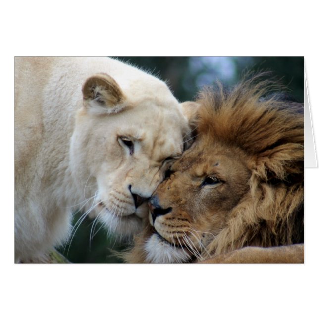 Lion et Lion (Devant Horizontal)