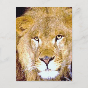 Lion Eyes Postcard