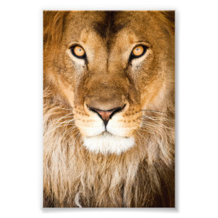 Lion Face Closeup Photo Print