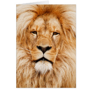 Lion Face Photograph