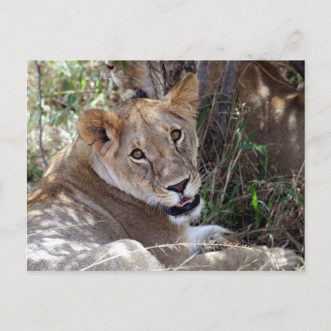 lion face postcard (Front)