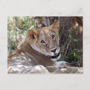 lion face postcard