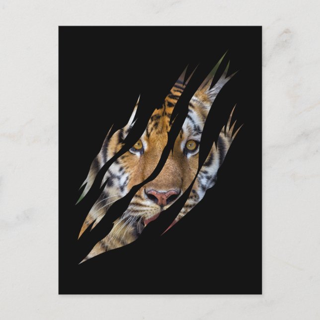 Lion Face Tiger Safari Claw Torn Postcard (Front)