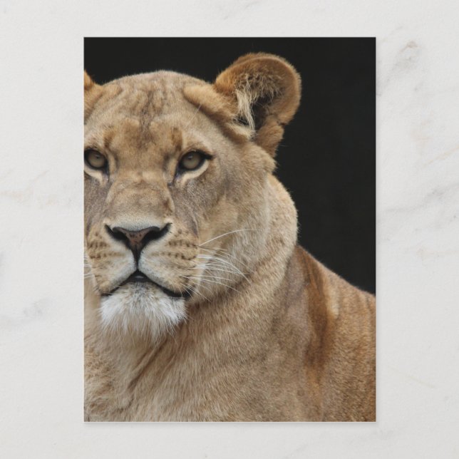Lion Female Lying Down Postcard (Front)