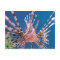 Lion Fish Looking at You