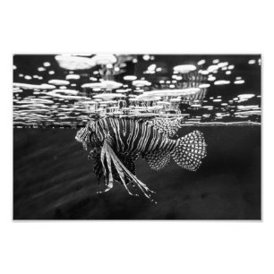 Lion Fish Photo Print