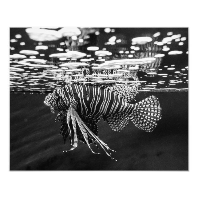 Lion Fish Photo Print (Front)