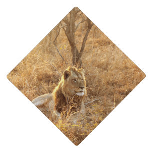 Lion Graduation Cap Topper