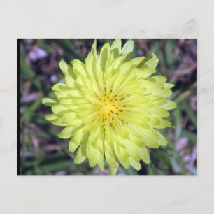 Lion Head Yellow Flower Postcard postcrossing