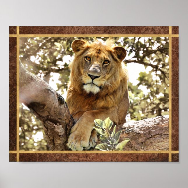 Lion in a Tree Photo Poster (Front)