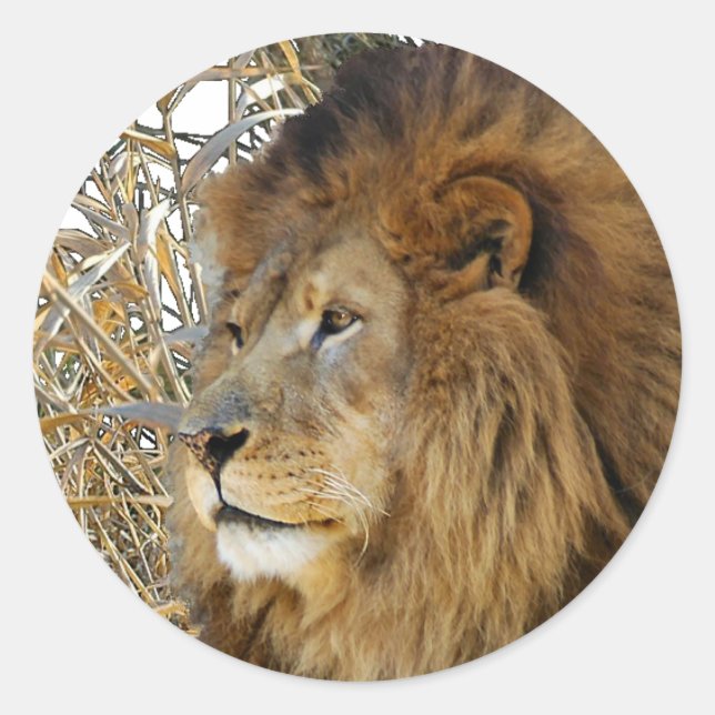LION IN GRASS CLASSIC ROUND STICKER (Front)