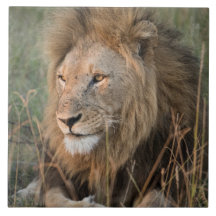 Lion In Natural African Setting