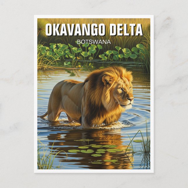 Lion in Okavango Delta Botswana Postcard (Front)
