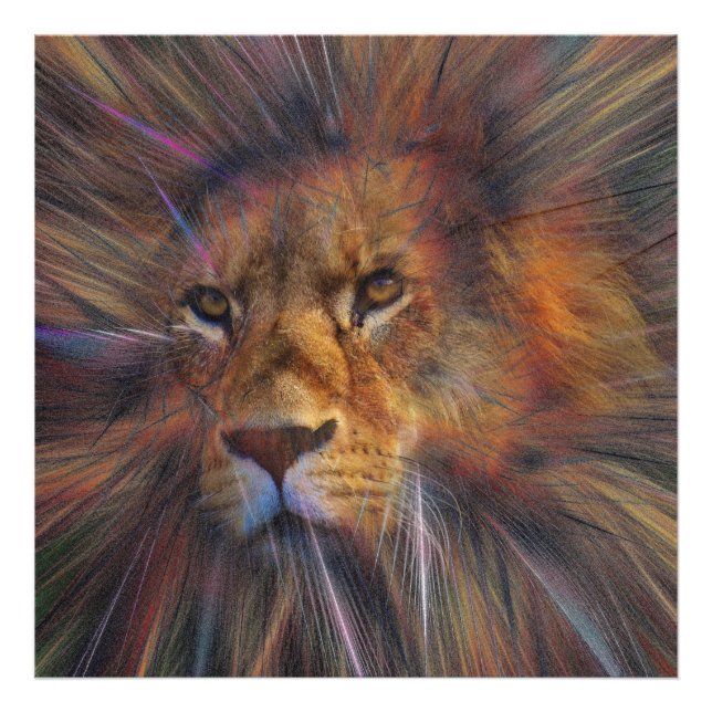 Lion in the Gallery Photo Enlargement Print (Front)
