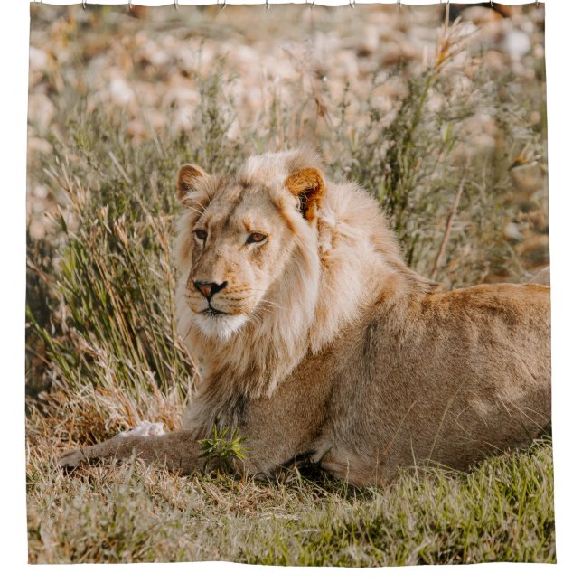 LION IN THE GRASS (Front)