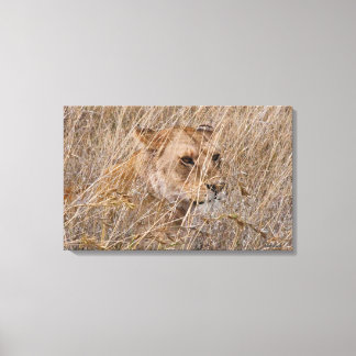 Lion in the Grass Canvas Print