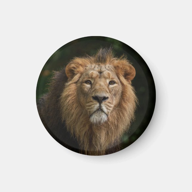 Lion in the Shadows Magnet (Front)