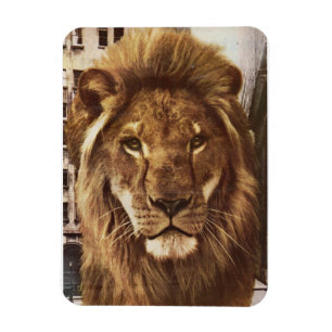 lion in town magnet