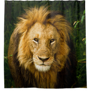 LION KING IN THE JUNGLE