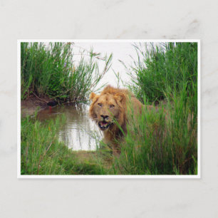 lion kruger postcard