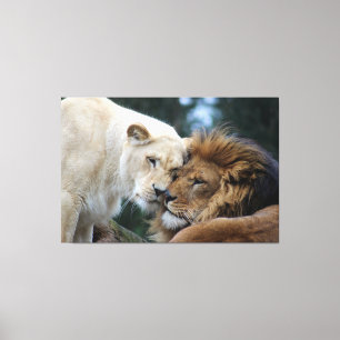 Lion & Lioness Canvas Print