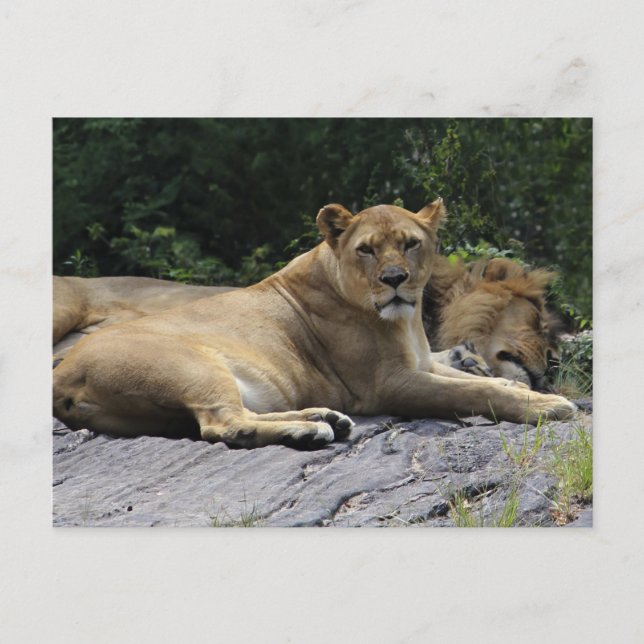 Lion & Lioness Postcard (Front)