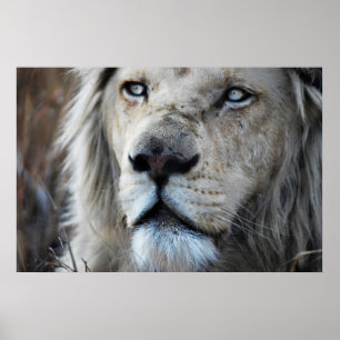 Lion listens to my heartbeat Africa Poster