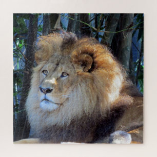 lion looks jigsaw puzzle