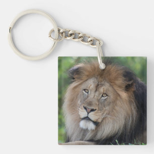 Lion Lounge dans une forêt