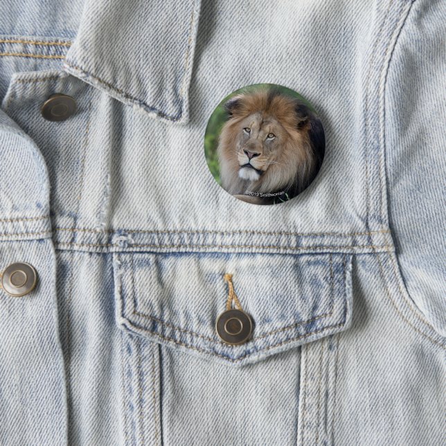 Lion Lounging in a Forest 2 Inch Round Button (In Situ)