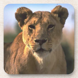Lion Lovers Female Lioness Coaster