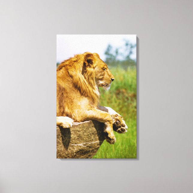 Lion lying on a rock canvas print (Front)