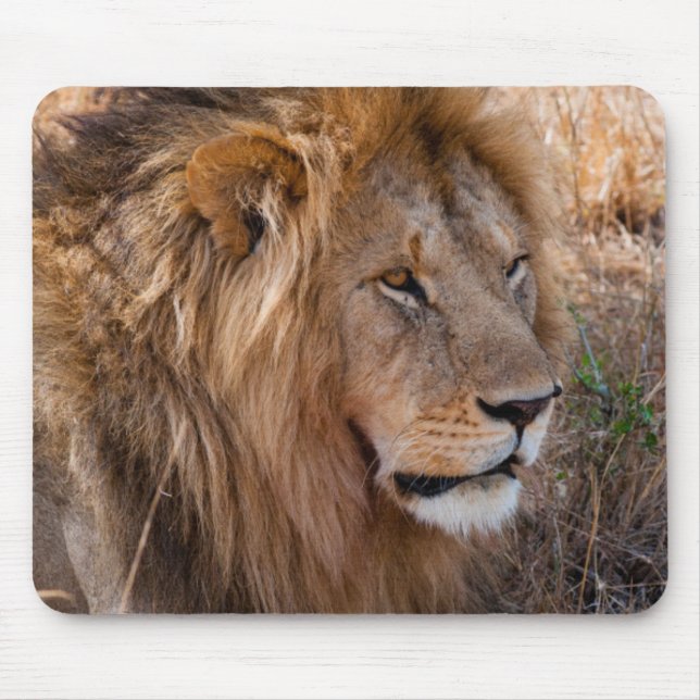 Lion Maasai Mara National Reserve, Kenya Mouse Pad (Front)