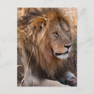 Lion Maasai Mara National Reserve, Kenya Postcard
