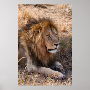 Lion Maasai Mara National Reserve, Kenya Poster