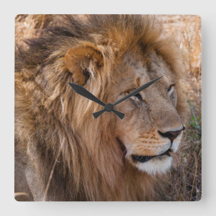 Lion Maasai Mara National Reserve, Kenya Square Wall Clock