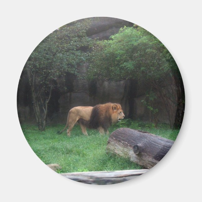 Lion Magnet (Front)