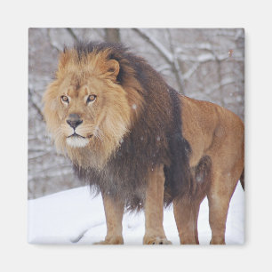 Lion Magnet