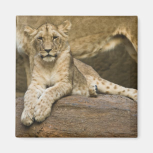 Lion Magnet