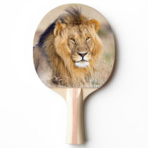 Lion majestic wild animal portrait