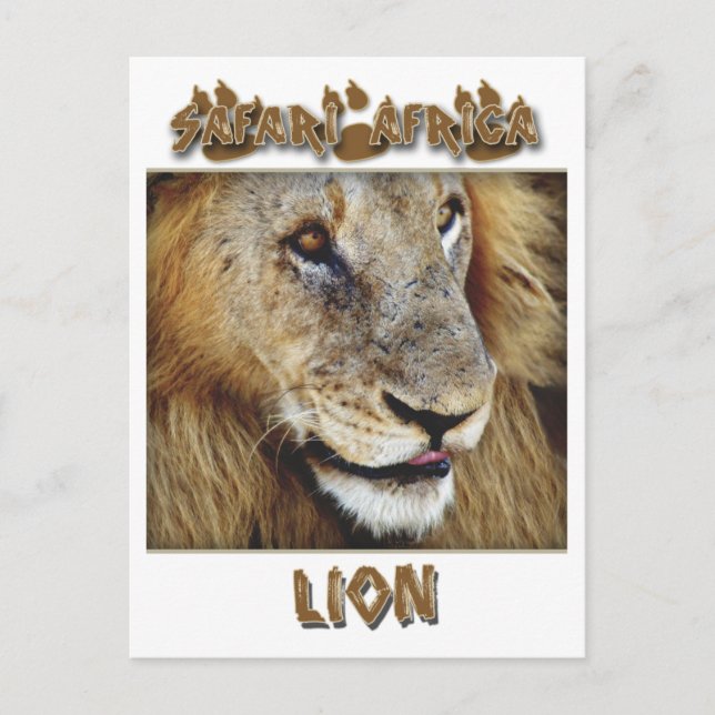 Lion mâle - carte postale safari faune (Devant)