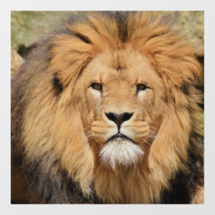 LION MALE GLASS WINDOW CLING