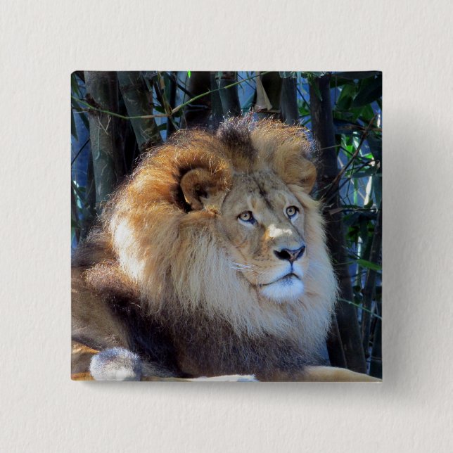 lion mane 2 inch square button (Front)