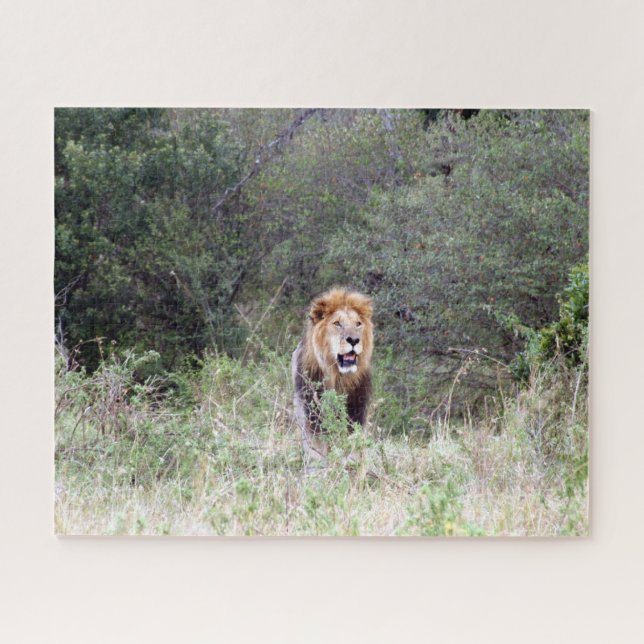 lion mane jigsaw puzzle (Horizontal)